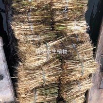 芦苇苗白洋淀野生芦苇产地直发无中间商包种包活