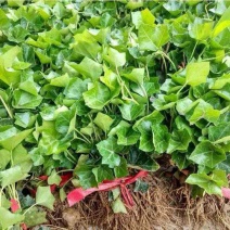 常春藤爬藤植物四季常青室外庭院攀援观植物绿化工程苗木