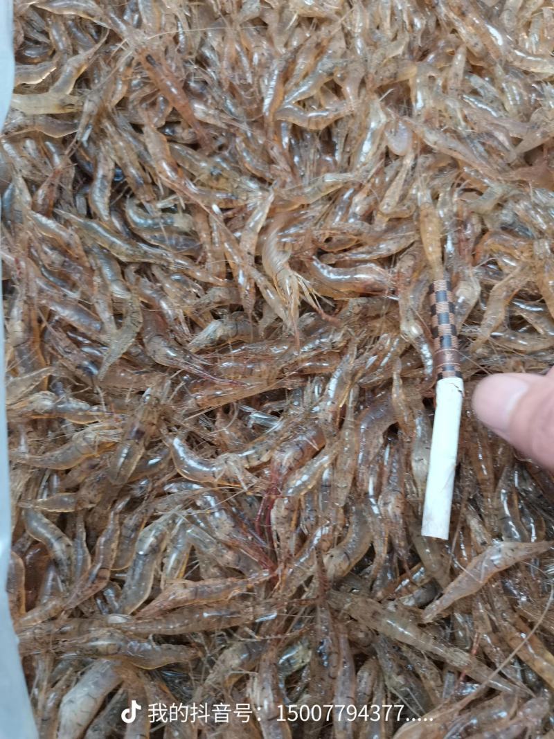 河虾,小河虾,小米虾一手货源,每天有货,大量有货批发零售