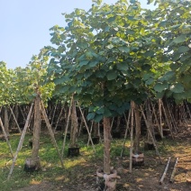 绿化乔木，大量8-20分黄槿