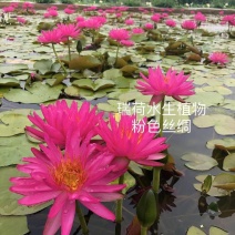 睡莲苗睡莲根茎精品睡莲基地直发质量有保障