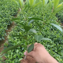 低价清仓百万株，非洲茉莉