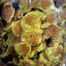 野菊花