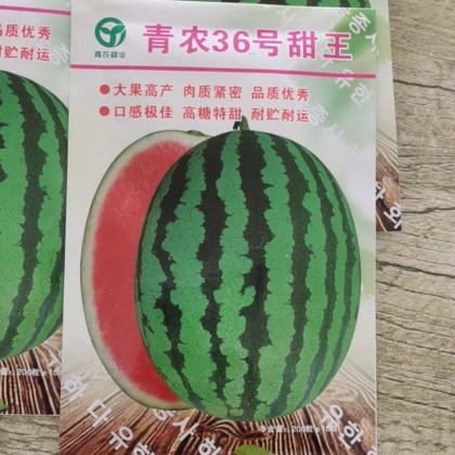 甜王西瓜种子价格行情
