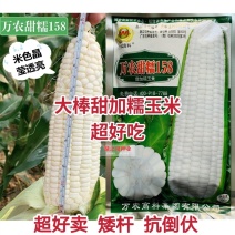 万农甜糯白甜加糯玉米种子矮杆特糯甜鲜食玉米种子特大棒