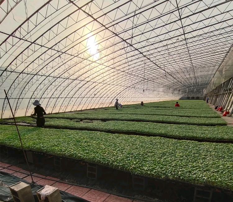 一位农民在清晨的瓜田中弯腰检查成熟的翠梨甜瓜,周围藤蔓茂盛,叶片宽大,阳光透过叶隙洒在瓜身上,泥土湿润,远处可见连片温室大棚 一位农民在清晨的瓜田中弯腰检查成熟的翠梨甜瓜,周围藤蔓茂盛,叶片宽大,阳光透过叶隙洒在瓜身上,泥土湿润,远处可见连片温室大棚