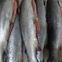 大量供应三文鱼整条刺身日料寿司可免费开片货源充足