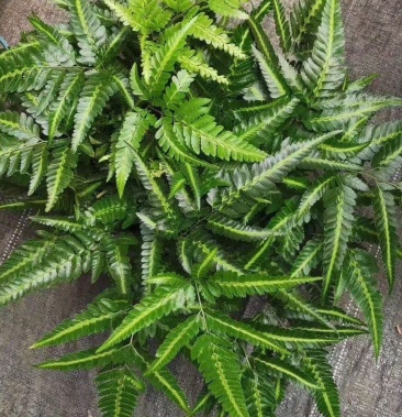 印度冬青蕨直立肾蕨翡翠女王肾蕨盆栽种苗