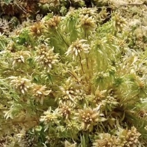 河池水苔