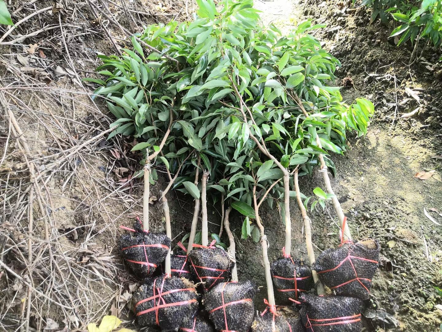 一名技术人员正在将一株无核荔枝嫁接苗植入已准备好的定植穴中,苗体垂直放置,根部包裹着原营养土团,周围工人正在回填土壤并用手轻压稳固,背景可见整齐排列的定植点 无核荔枝苗定植过程示意图