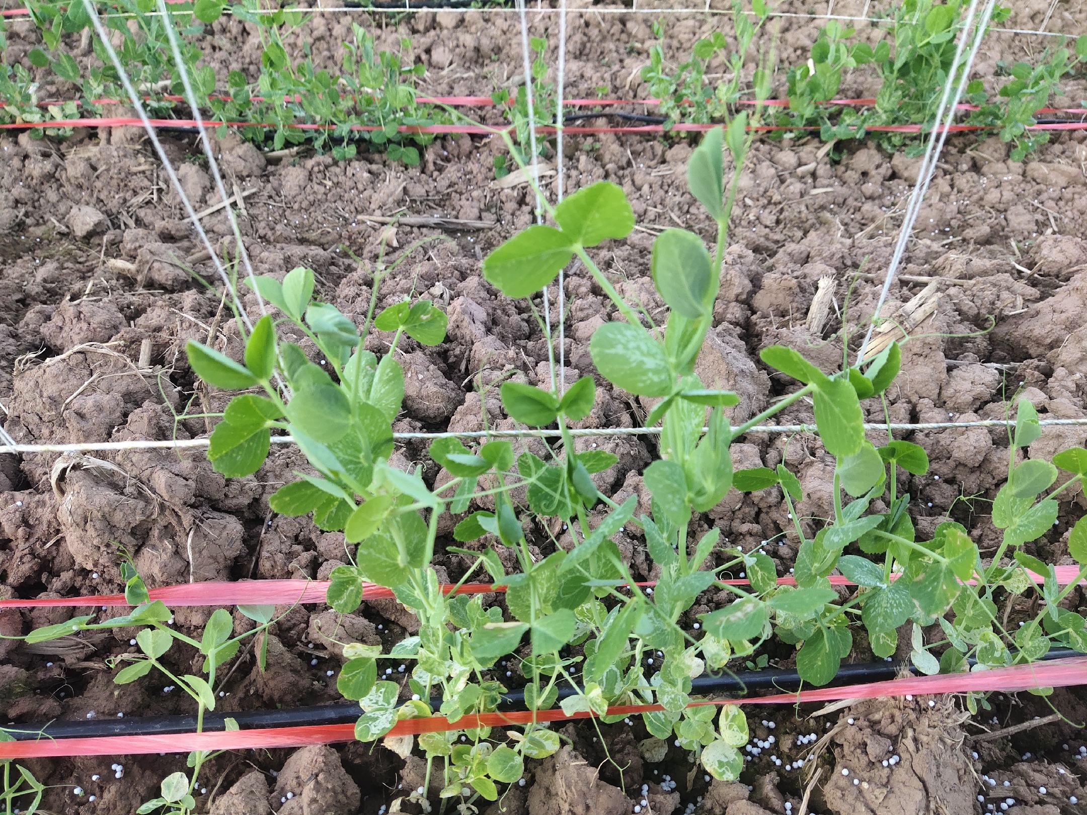 图示三种荷兰豆品种:左侧为矮生型(约50cm),中部为半蔓生型(约100cm),右侧为蔓生型(超过200cm),展示其自然生长状态下的株高差异,背景为田间试验基地 荷兰豆不同品种株高对比图