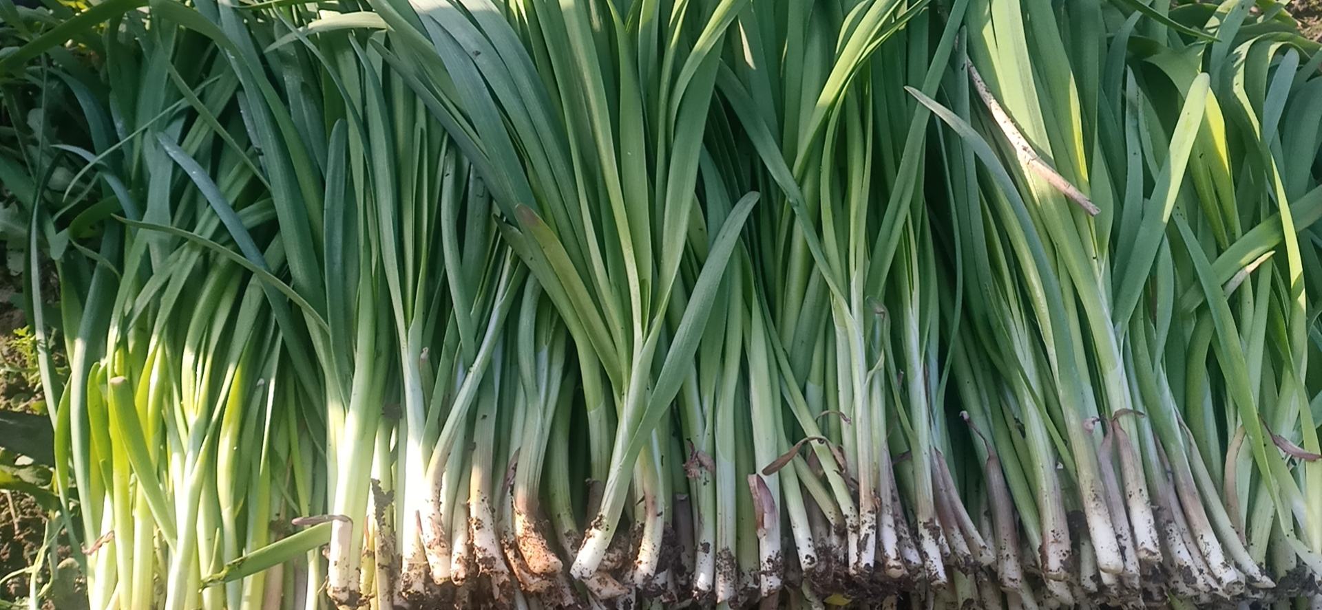 红菜苔实物图