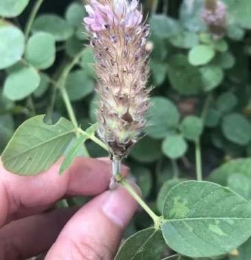 [甘草批发]广西十万大山狸尾草 羊咩香 甘草 欢迎客户下单价格50.