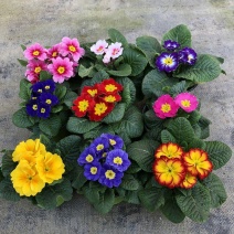 报春花百日草万寿菊草花价格绿化花坛花镜组合图案美化
