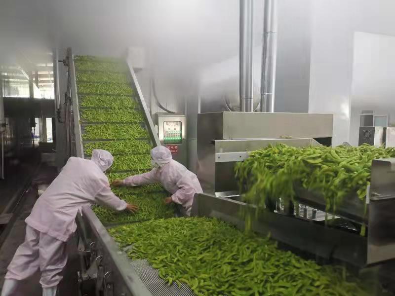 现代化荷兰豆分拣包装车间