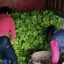儿菜大量出售