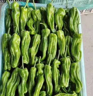 兰陵精品薄皮椒苏椒芜湖椒大量上市色泽鲜亮个头匀称