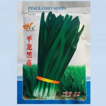 平龙黑苗韭菜种子味浓香高产抗病白根宽叶四季蔬菜韭菜种子