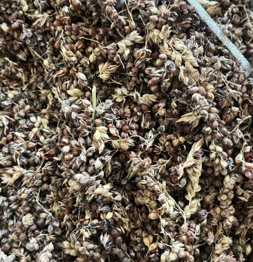 [高丹草种子批发]高丹王牧草种子 四季播种牛羊鱼等牧草种子 产量高