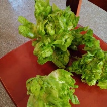 儿菜九头菜