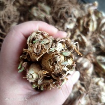 晚香玉种球重瓣纯白色浓香型多年生宿根庭院盆栽多芽点种球