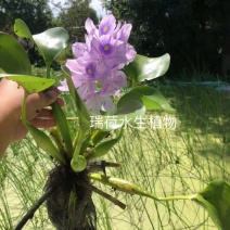 水葫芦（凤眼莲）浮水植物净化水质当年开花基地自产自销