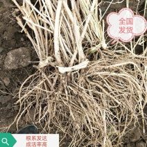 优质刺龙牙苗刺嫩芽苗成活率高种子保出芽