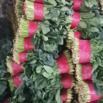 [牛]优质大叶菠菜质量好无黄叶，高度30公分左右，无土，