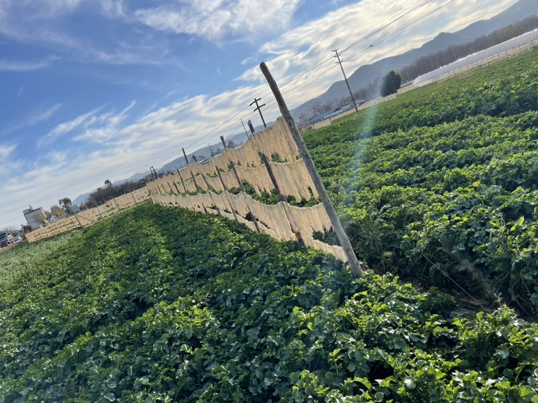 萝卜条晾晒过程