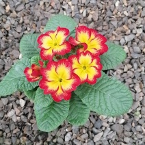 报春花