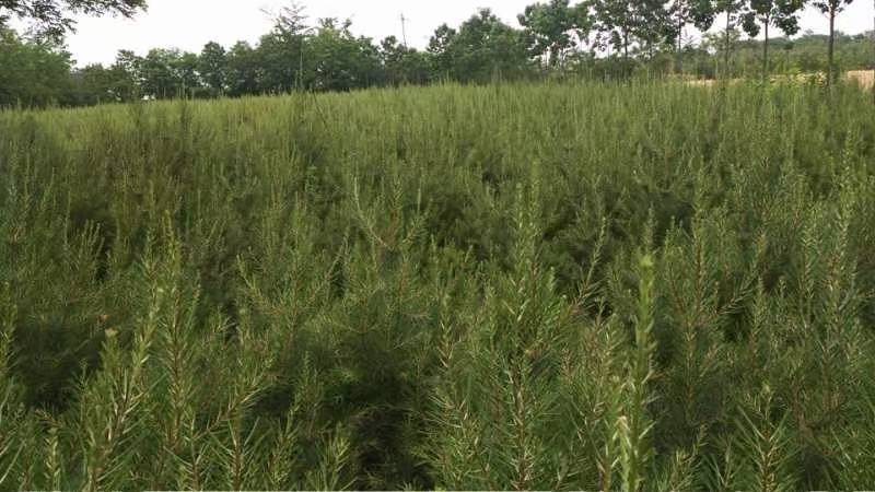 白皮松整体外观