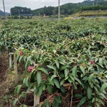 无籽改良黑老虎果苗布福娜树苗合作社免费送苗挂果包收