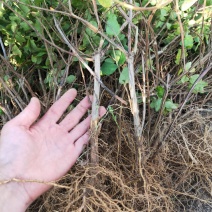 四季树形大毛花，干花现在市场80一斤左右，高产高含量品种