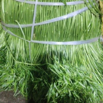 南京八卦洲精品芦蒿