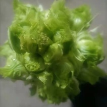 儿菜