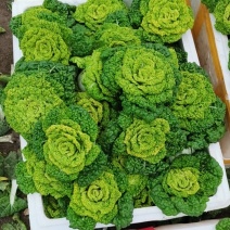 菊花心精品500亩基地！黄心菜价格美丽！