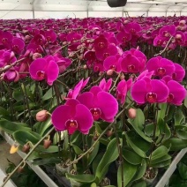 大辣椒蝴蝶兰年宵花大红花现货基地直发一箱20株