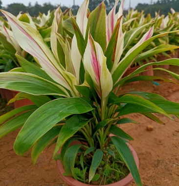 [朱蕉批发]梦幻朱焦价格6.00元/棵 - 一亩田