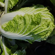 吉林大安白菜黄心菜大安包心菜产地直销产地价格