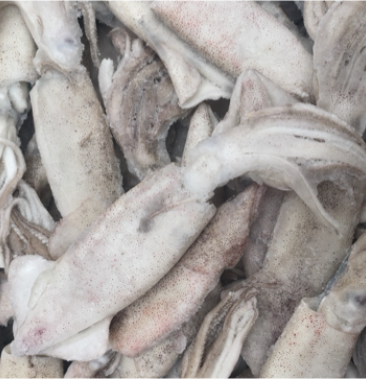 籽乌海兔皮籽乌笔管鱼带籽海兔籽乌皮海兔水产