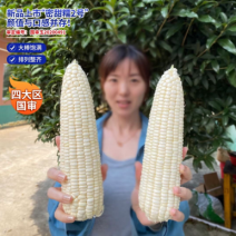 密甜糯2号甜加糯玉米种子矮杆大穗好吃高产