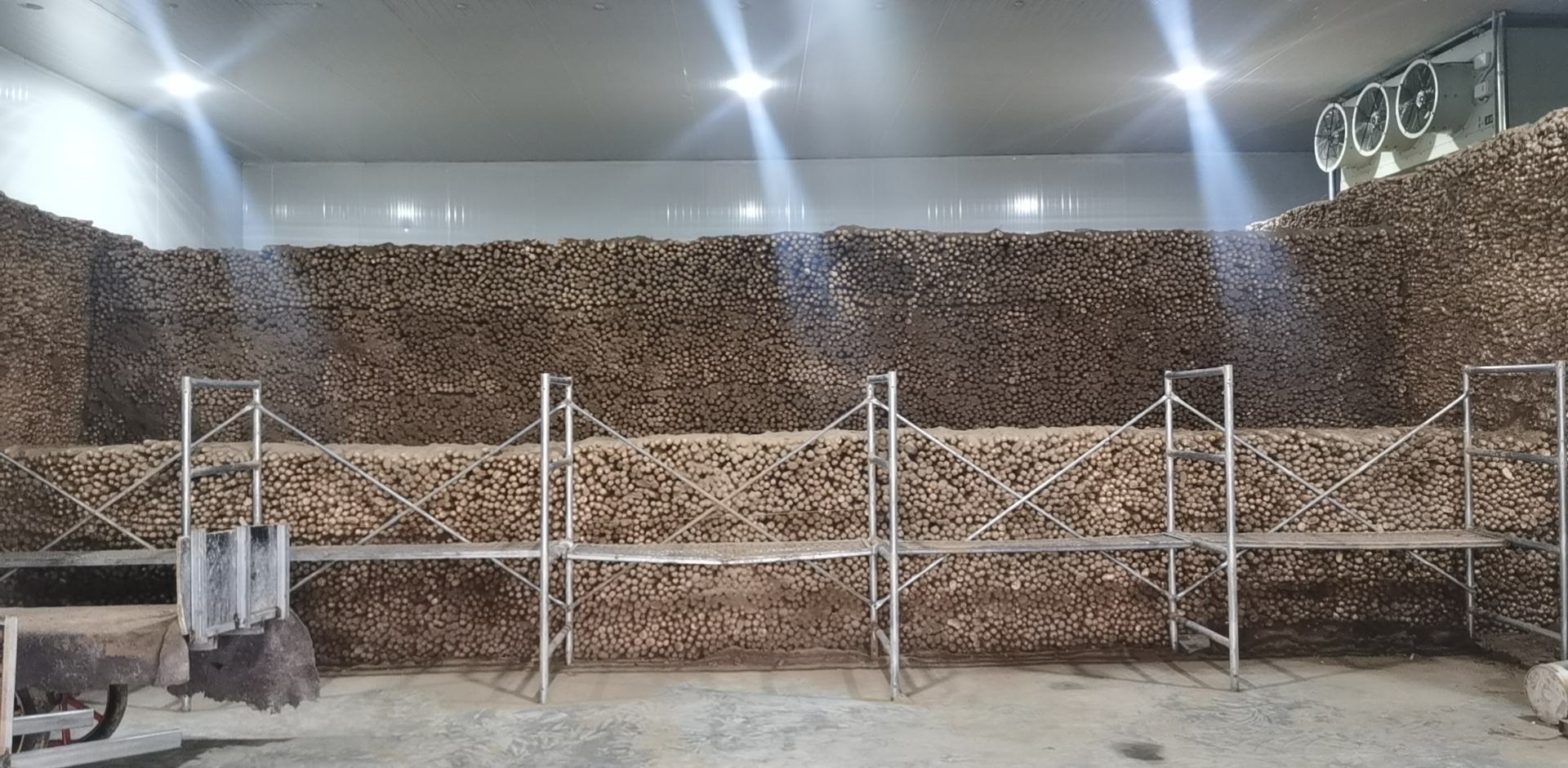 新疆白玉山药分级包装车间实景