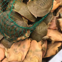 网红卤甲外塘甲鱼现杀甲鱼大小规划齐全厂家直销包邮包活
