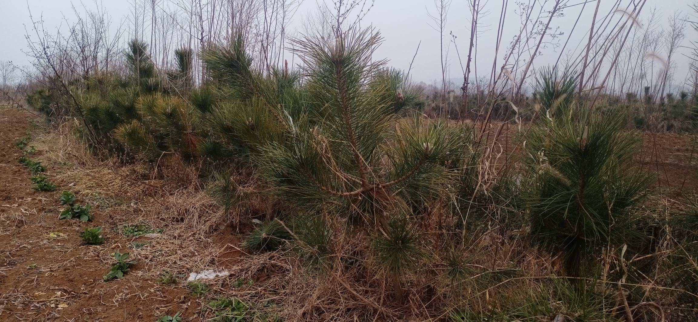 红松幼林地杂草丛生实景