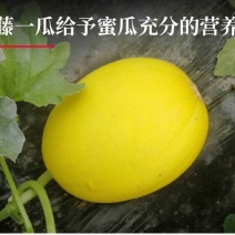 海南金香玉沙地蜜瓜甜度超过晓密对接电商一二级批发市场