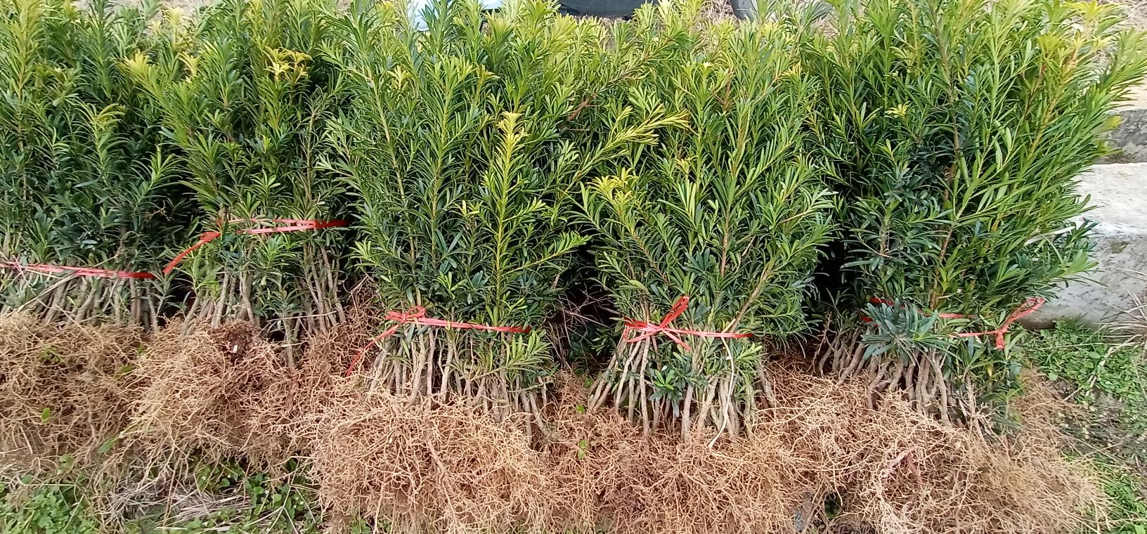 罗汉松冬季防冻覆盖地膜,地膜围绕根部,起到保温作用 罗汉松冬季防冻覆盖地膜