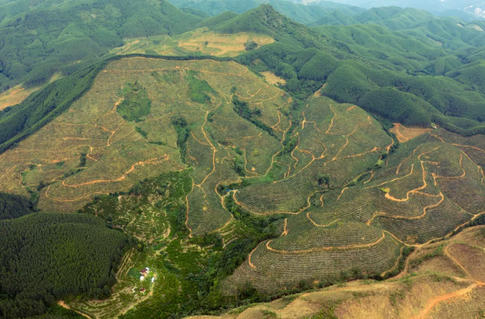 皇帝柑果园实景