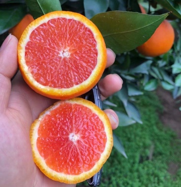 精品一级果秭归中华红血橙红肉红心橙子纯甜营养高的橙子