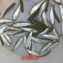 场地直销，赤眼鳟鱼苗，成活率高，吃料生猛，养殖周期短，。