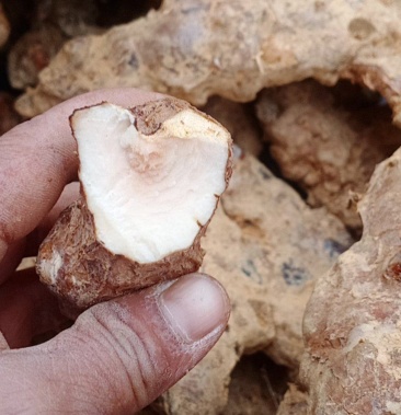 广西瑶山白肉土茯苓鲜货